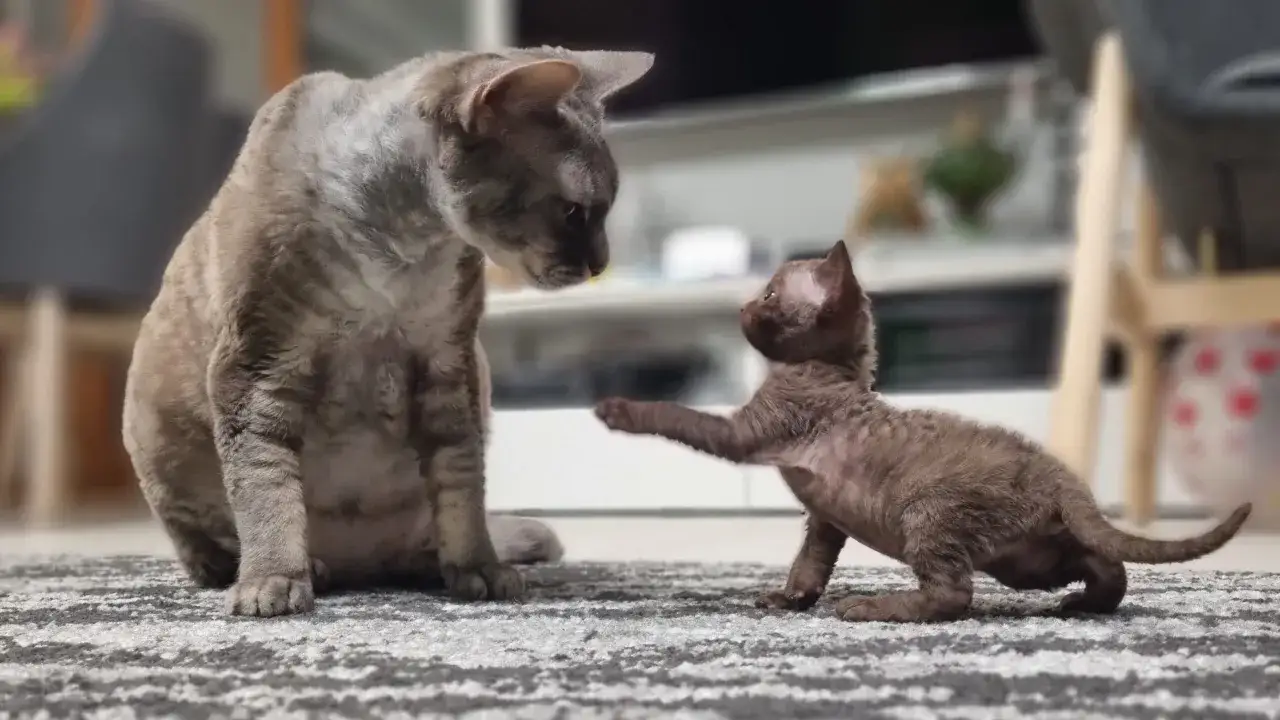 Hodowla Devon Rex w Polsce: jak znaleźć zaufanego hodowcę?