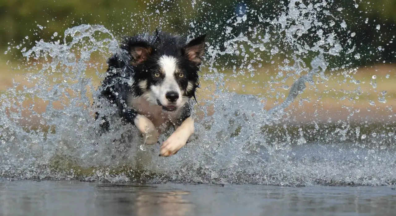 Rasa psa collie w pełnym biegu przez wodę, tworząc kaskadę bryzgów.