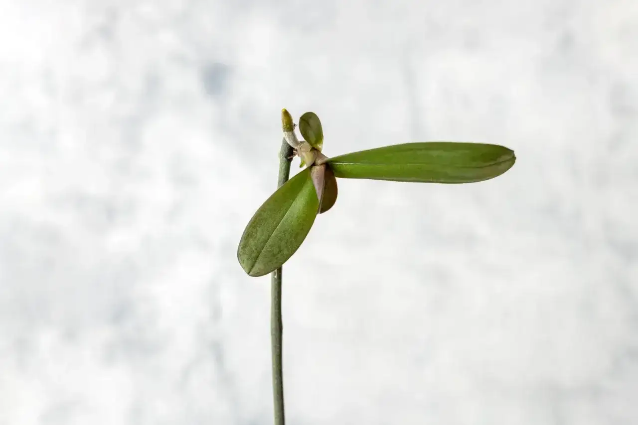 Jak sadzić keiki storczyka, by uniknąć najczęstszych błędów