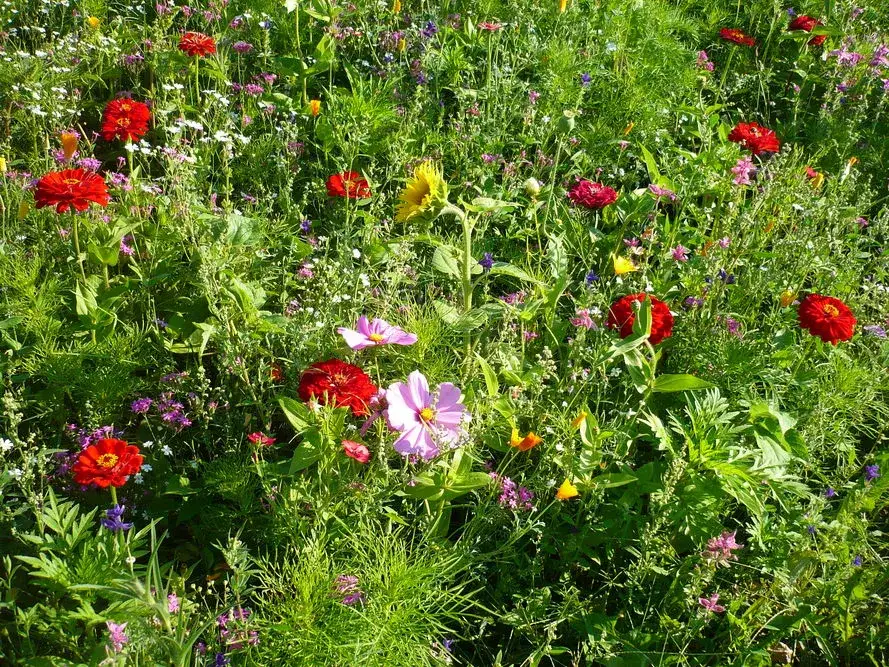 Co sadzić w kwietniu do gruntu? Odkryj najlepsze rośliny do uprawy