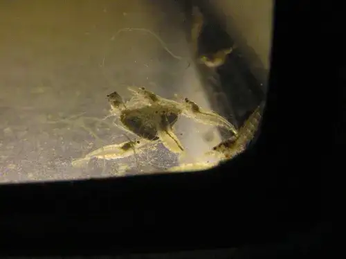 Jak krewetki się rozmnażają - sekrety ich niezwykłego procesu rozmnażania