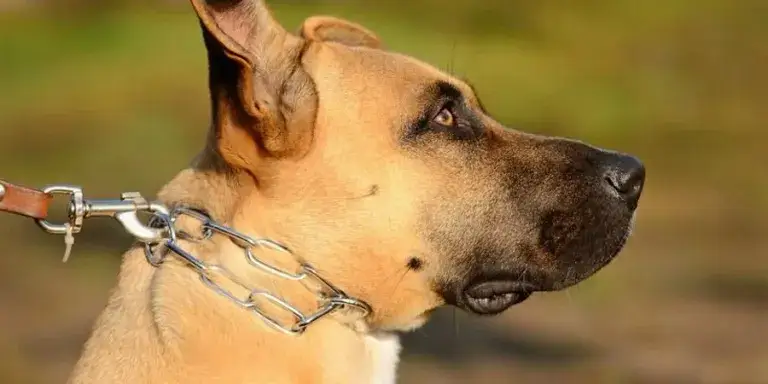 Jak założyć kolczatkę dla psa bez bólu i stresu dla zwierzaka