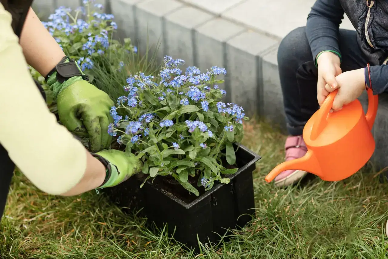 Niezapominajki w doniczce: Gdzie kupić i jak o nie dbać?