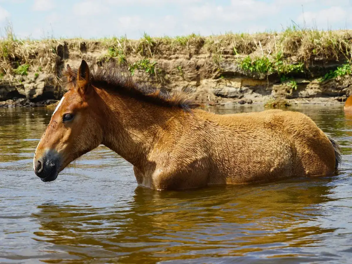 Czy koń umie pływać? Prawda o końskim pływaniu i bezpieczeństwie