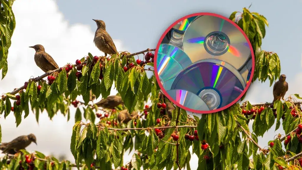 Jak zrobić odstraszacz ptaków, aby skutecznie chronić swój ogród