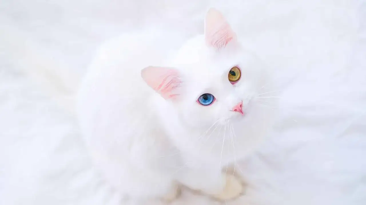 Biały kot o różnokolorowych oczach (niebieskim i żółtym) patrzy w górę.