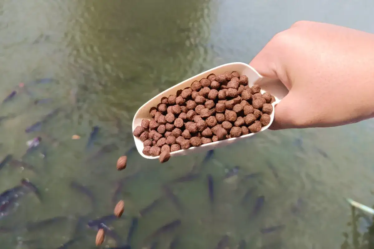 Ręka trzymająca łopatkę z karmą, która spada do wody, gdzie pływają ryby. To najlepsza zanęta na ryby.