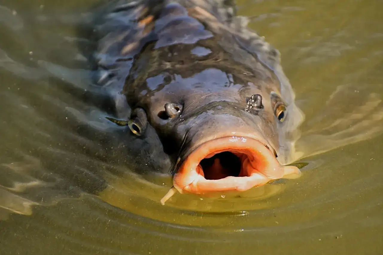 Karp z otwartym pyskiem, jakby pytał, jak przygotować rzepik na ryby. Woda faluje wokół jego głowy.