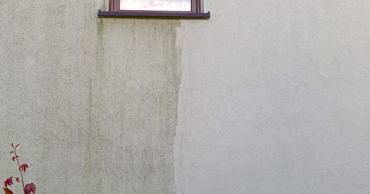 Skuteczne metody usuwania ptasich odchodów z elewacji bez wysiłku