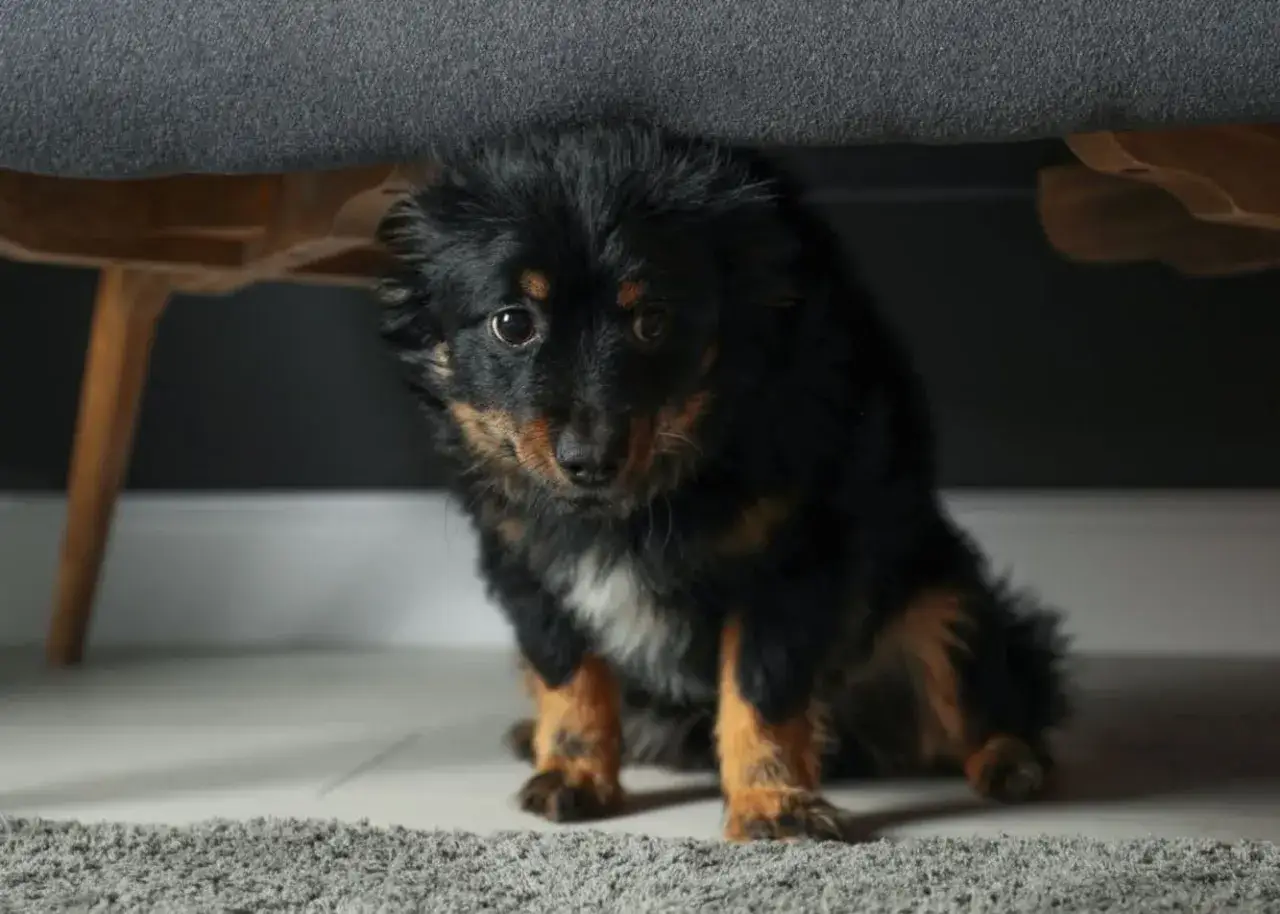 Pies ma autyzm? Zrozum objawy i znajdź skuteczną pomoc.