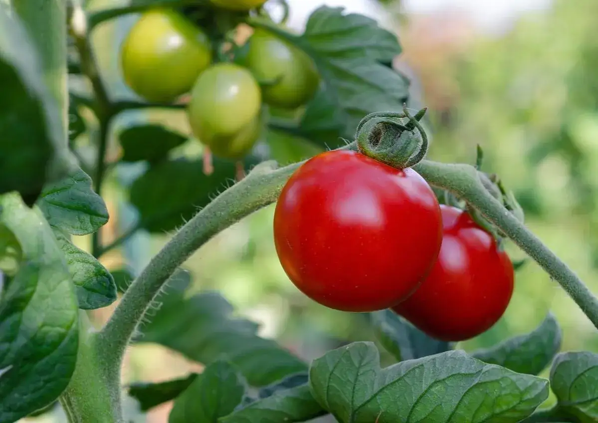 Jak przycinać pomidory? Większe plony i zdrowsze krzaki poradnik.