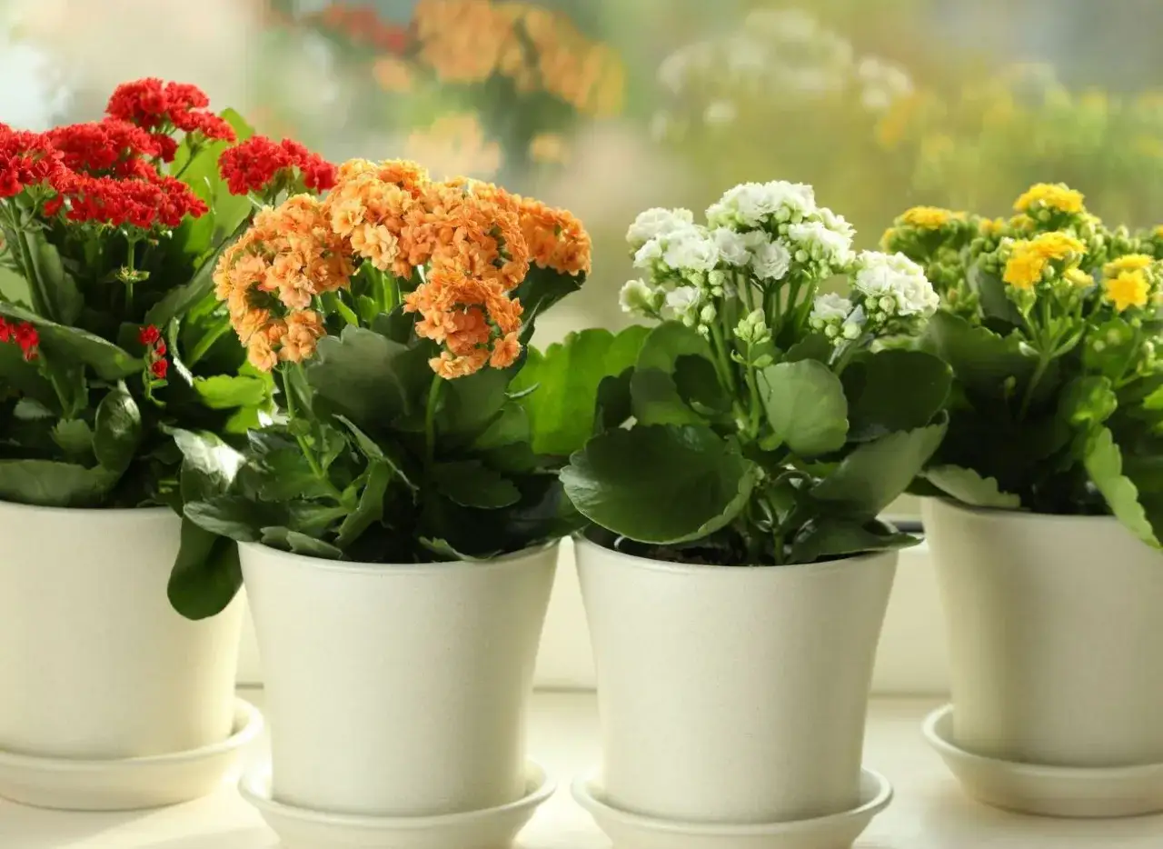 Twoja żyworódka nie kwitnie? Oto jak ją zmusić do kwiatów!