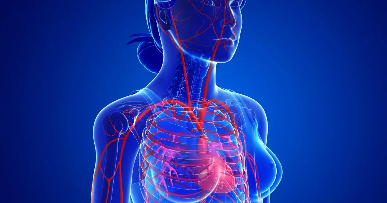 Anatomia kobiecego ciała z widocznym sercem i naczyniami krwionośnymi.