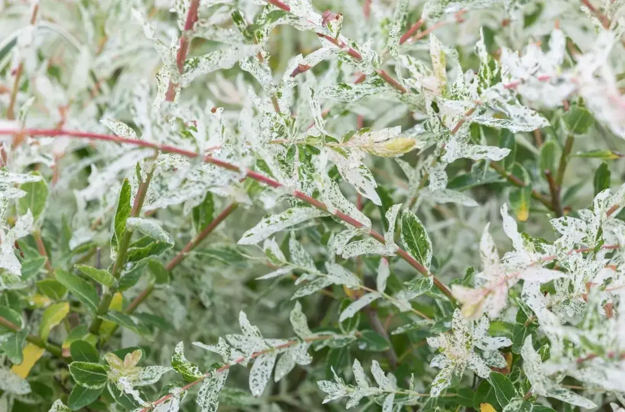 Jak przycinać wierzbę? Poradnik Włodzisława Lisa dla pięknych roślin