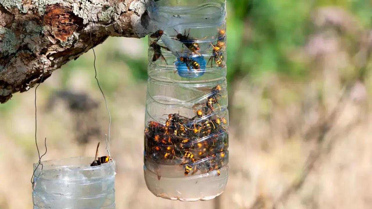 Jak odstraszyć osy z balkonu? Domowe sposoby i pułapki