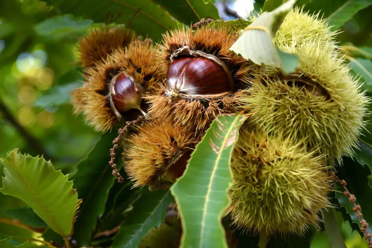 Jak sadzić kasztany, aby uniknąć błędów i zapewnić zdrowy wzrost
