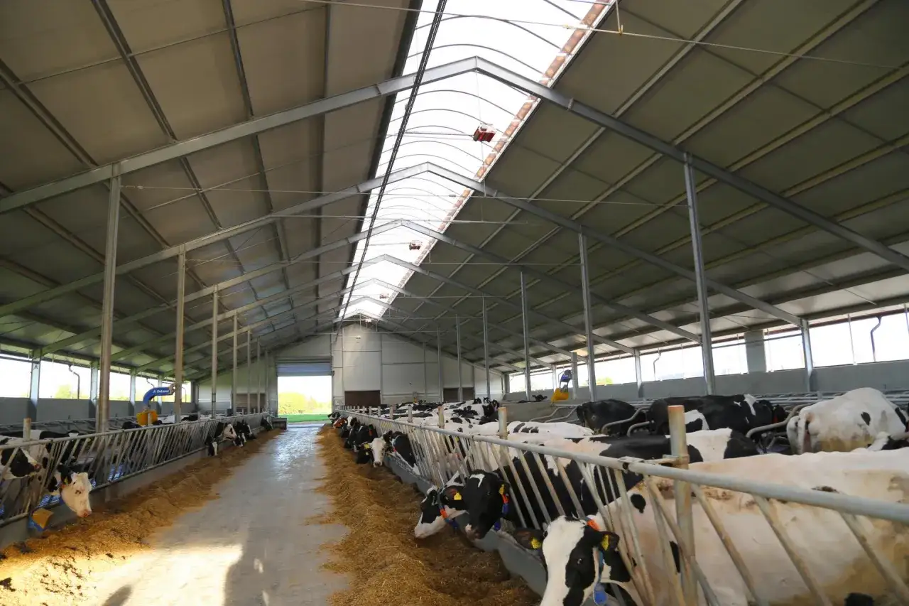 Nowoczesna, tania obora dla bydła mięsnego z jasnym dachem i rzędami pasących się krów.