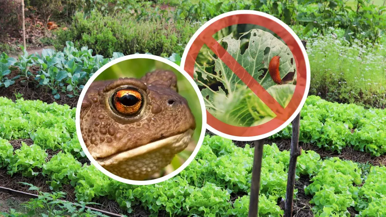 Żaba czuwa nad ogrodem, chroniąc sałatę przed ślimakami. Pamiętajmy o ogrodach i ich naturalnych obrońcach!