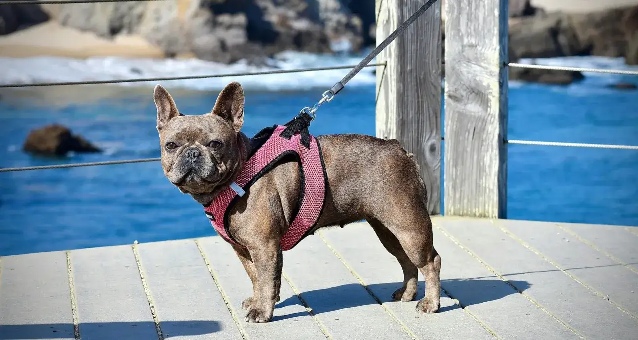 Jak ubrać szelki psu - proste sposoby na wygodne dopasowanie