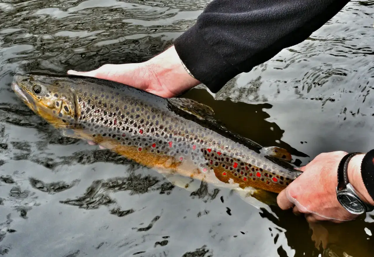 Pstrąg tęczowy w dłoniach wędkarza, który zastanawia się, jaka wędka na pstrąga będzie najlepsza na takie okazy.