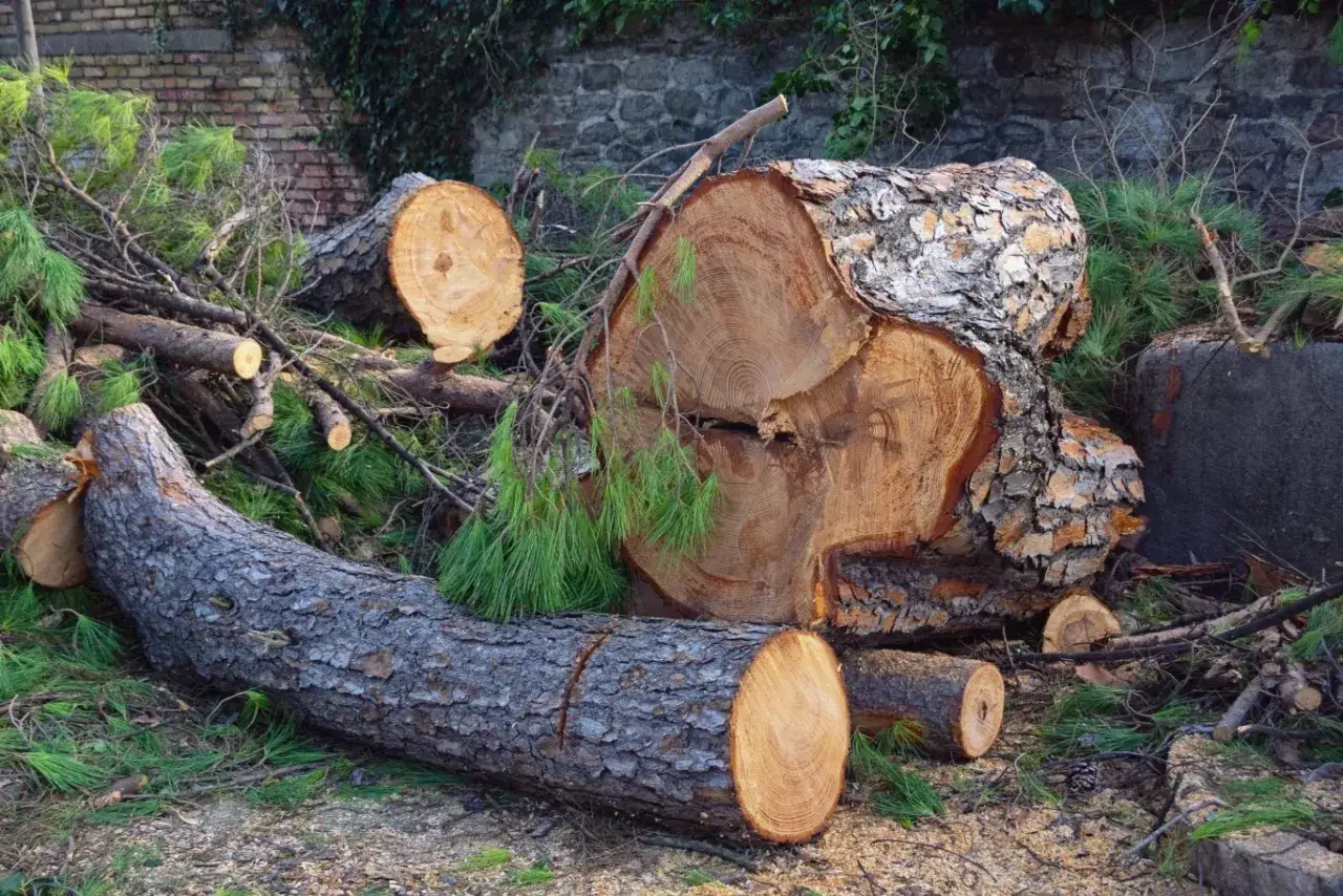Duże pnie drzew leżą na ziemi, otoczone gałęziami i igliwiem. Wygląda na to, że nastąpiła wycinka drzew bez zgłoszenia.
