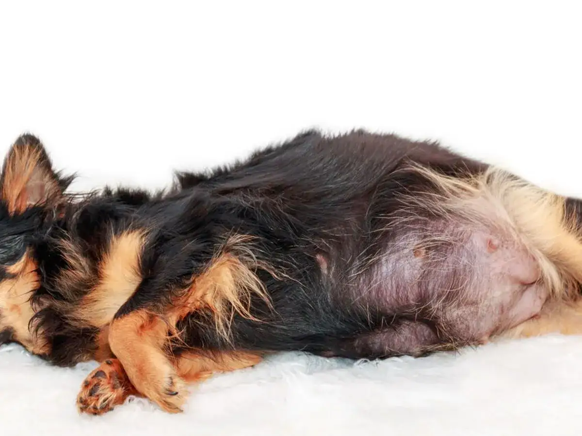 Ciąża urojona u suki: Jak zatrzymać laktację domowymi sposobami?