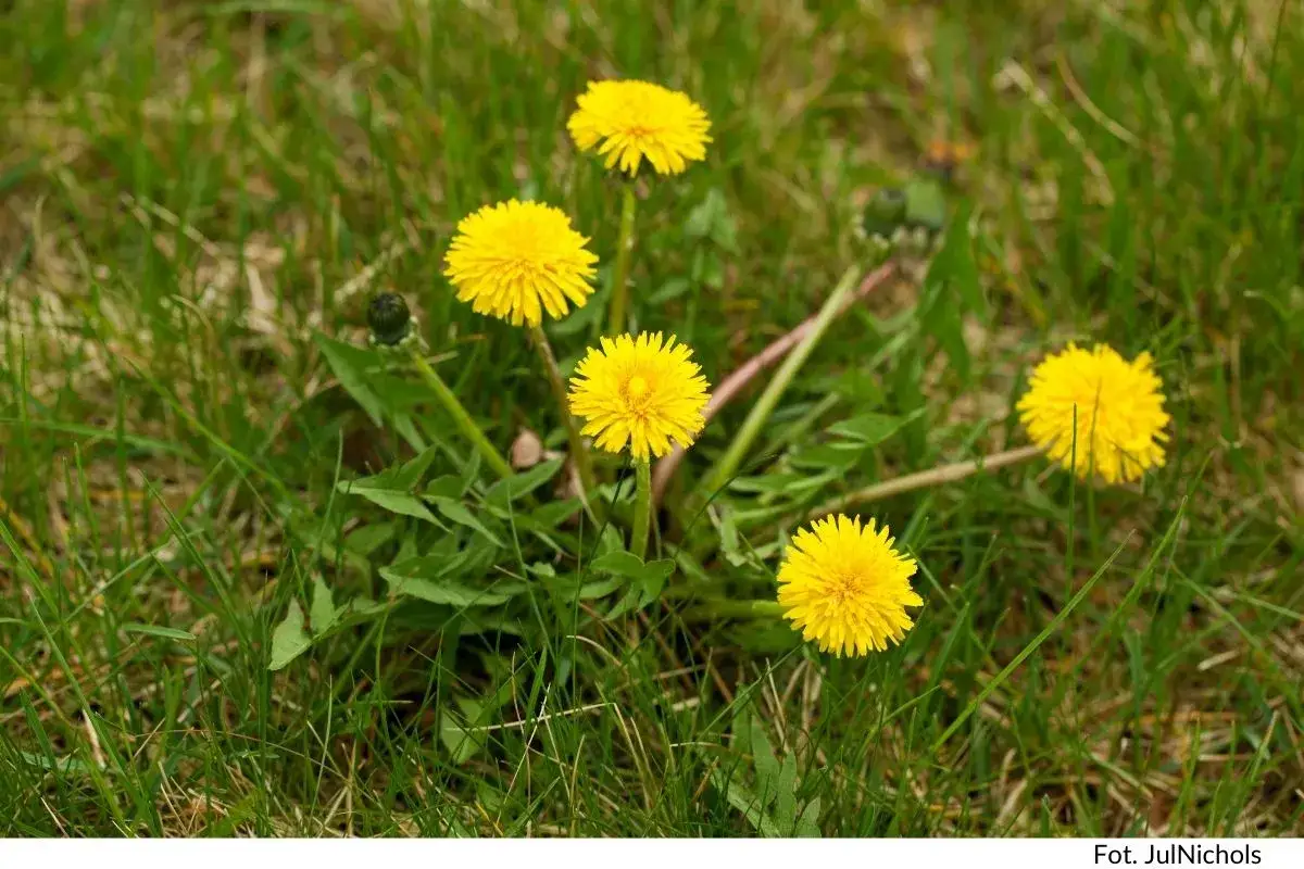 Trawnik bez chwastów? Rozpoznaj i zwalczaj chwasty podobne do trawy!