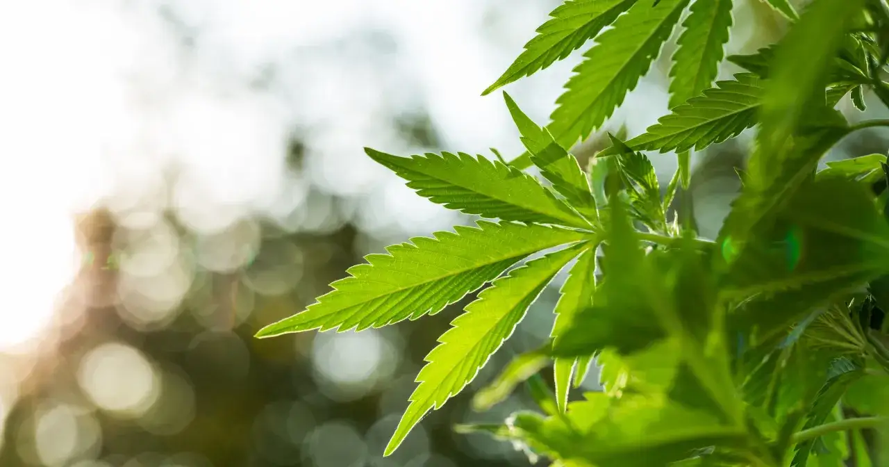 Przewóz marihuany z Holandii do Polski? Poznaj surowe kary!