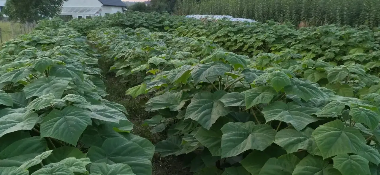 Sadzonki paulowni omszonych - Gdzie kupić najlepsze okazy?