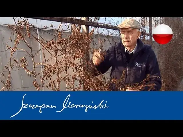 Jak przycinać wiciokrzew? Klucz do zdrowia i bujnego kwitnienia