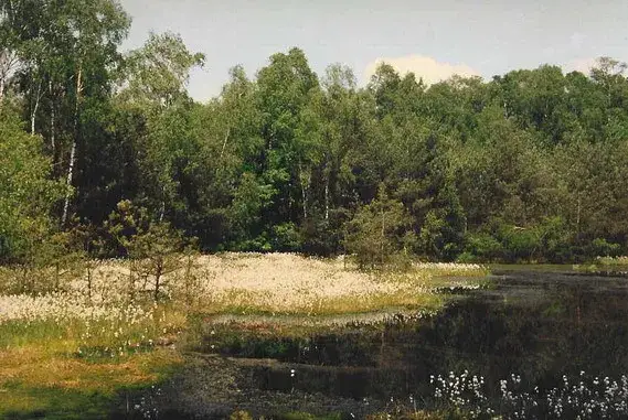 Bagna Przecławskie: Najciekawsze informacje o unikalnym przyrodniczym skarbie