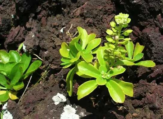 Sukcesja w biologii: zrozumienie kluczowych procesów i etapów