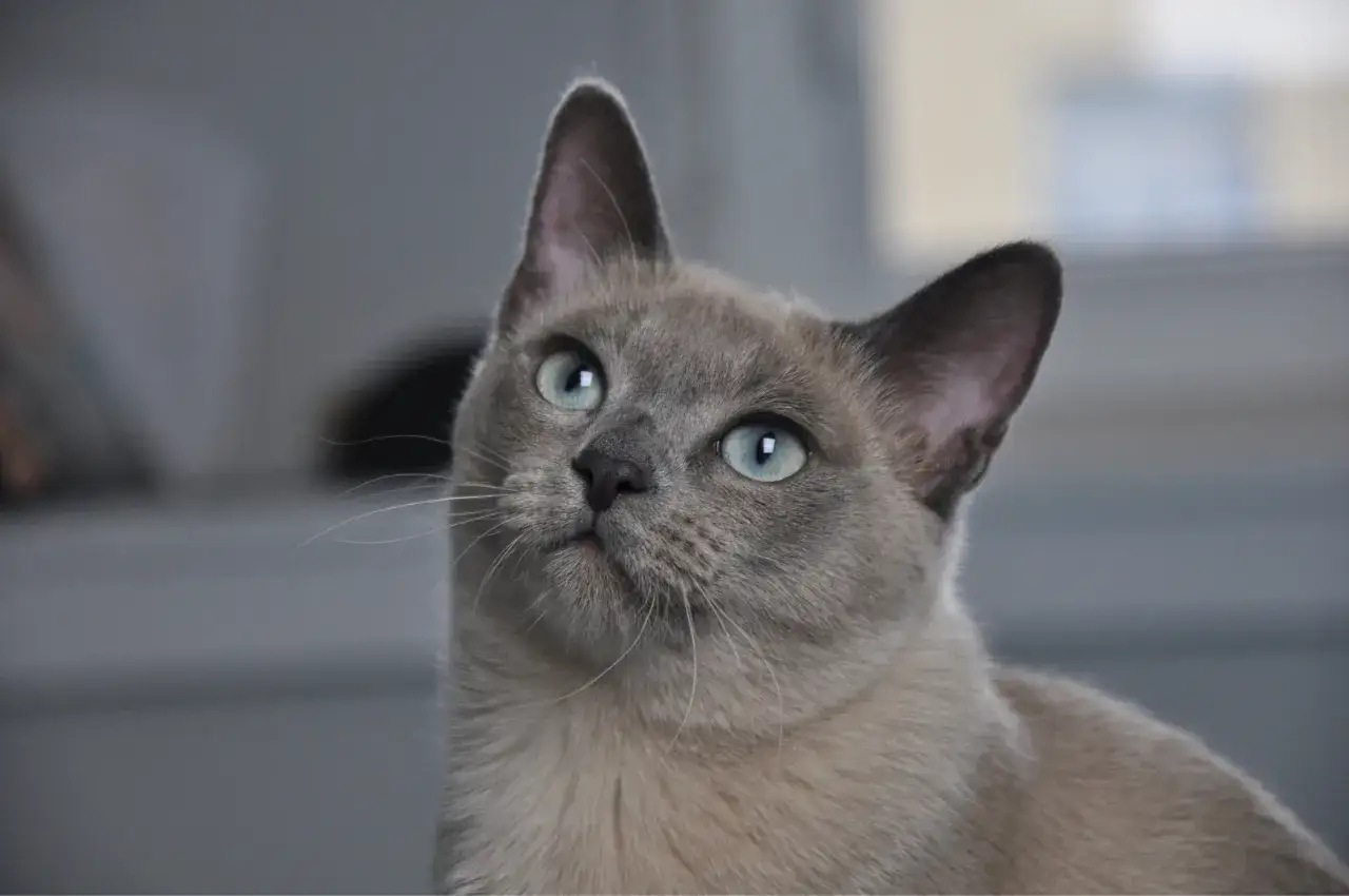 Tonkijskie kocięta w Lidzbarku - piękne i towarzyskie koty na sprzedaż