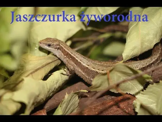 Jak się rozmnażają jaszczurki - zaskakujące metody i strategie rozmnażania