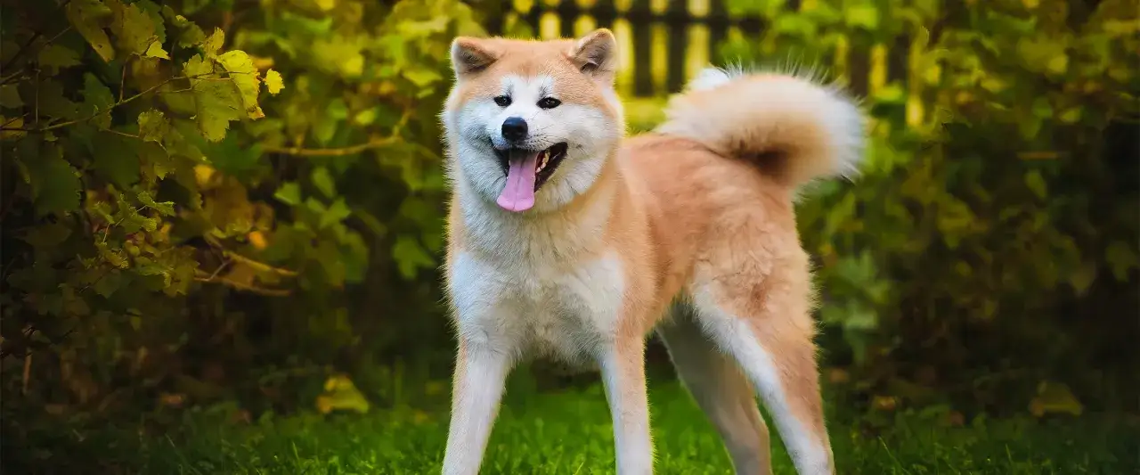 Akita ma włosy czy sierść? Odkryj prawdę o ich futrze