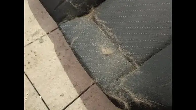 Skuteczne sposoby na to, czym usunąć sierść z tapicerki bez trudu