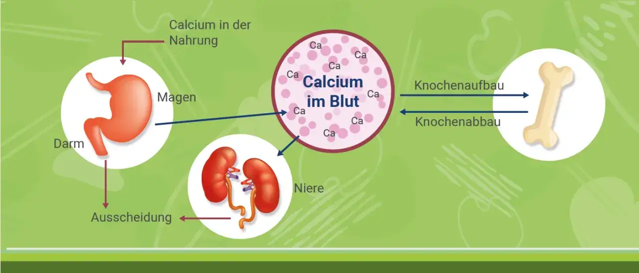 Vitamin D & Calcium: Richtig einnehmen für starke Knochen