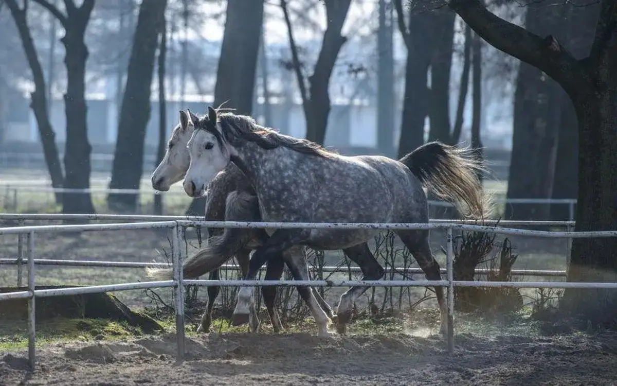 Zdrowy jak koń - co naprawdę oznacza ta fraza i jak dbać o zdrowie?