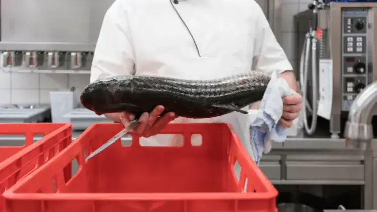 Bezpieczny transport jedzenia bez lodówki: Sprawdzone metody i triki