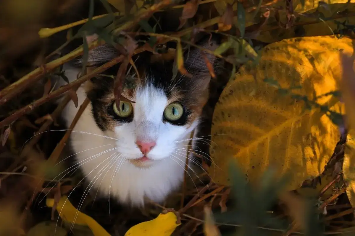 Zaginęła kotka? Poznaj przyczyny i plan działania krok po kroku