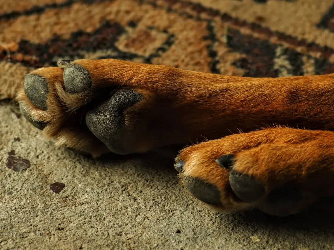 Ile kosztuje kremacja psa? Ceny, proces i godne pożegnanie.