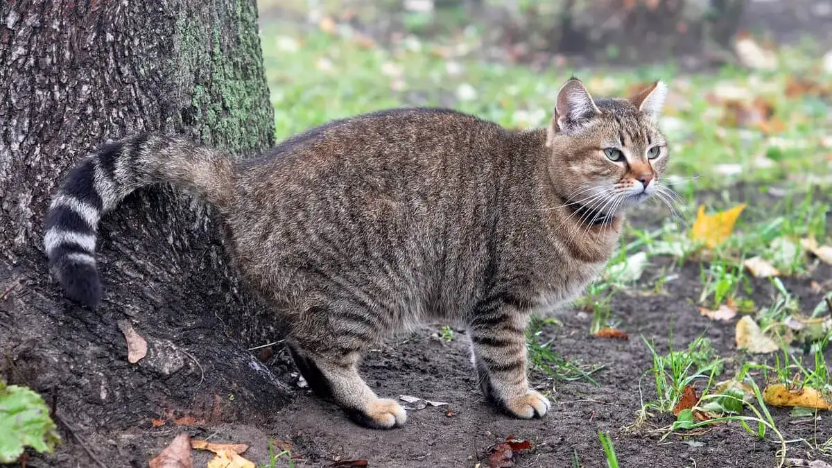 Jak skutecznie zapobiec znaczeniu terenu przez kocura?
