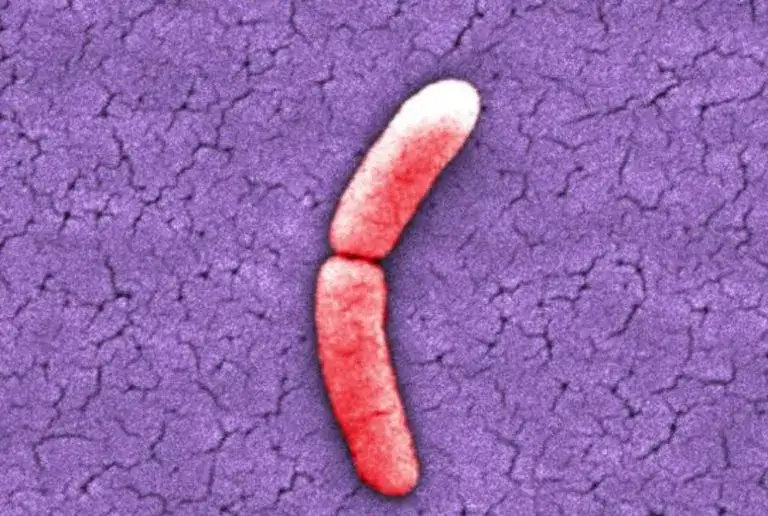 Jak rozmnażają się bakterie? Odkryj tajemnice ich reprodukcji