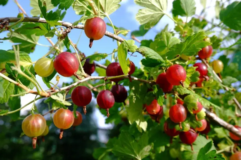 Jak przycinać agrest? Poradnik krok po kroku dla obfitych plonów