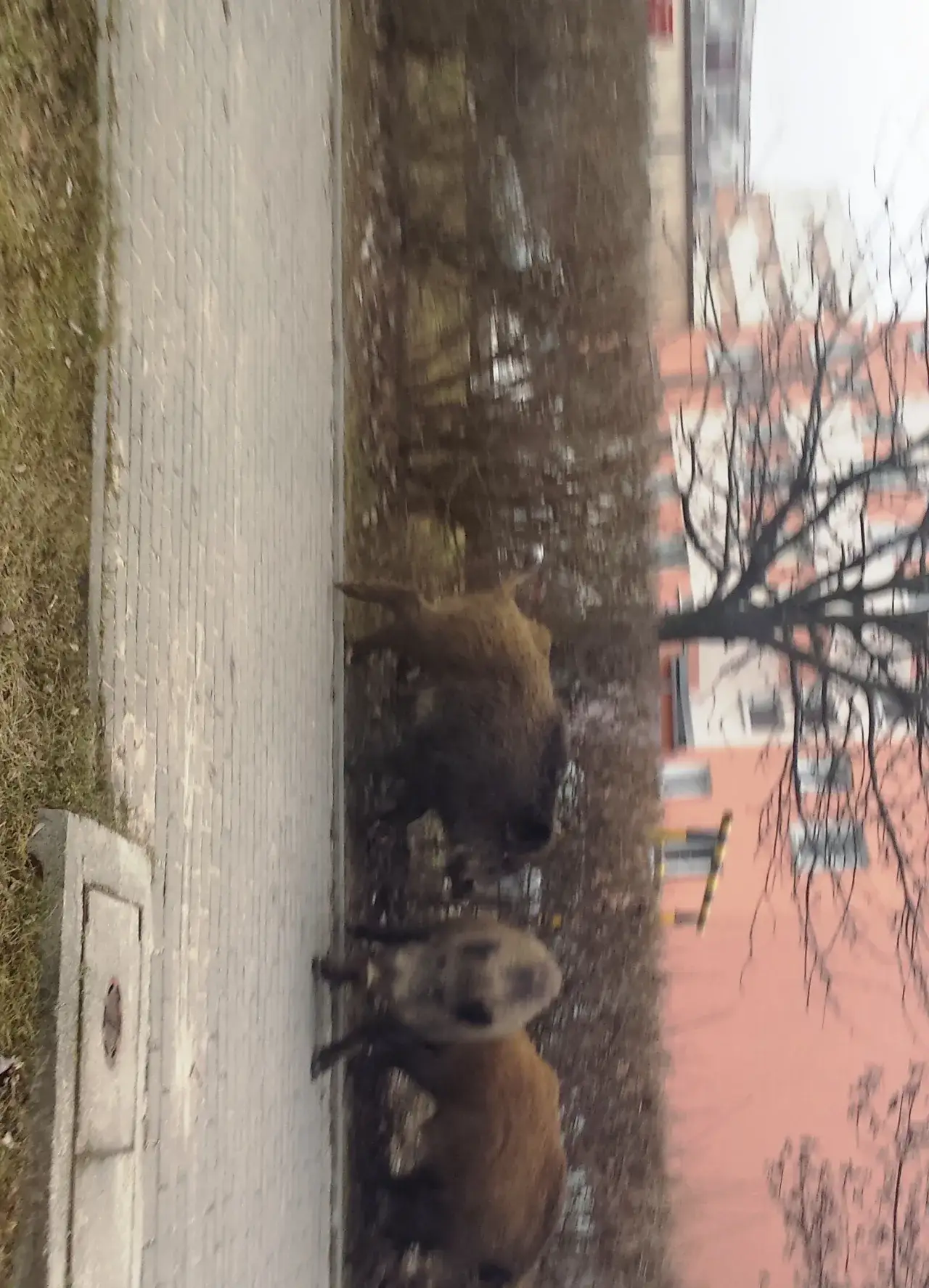 Jak bezpiecznie postępować z dzikami na osiedlu - ważne kroki