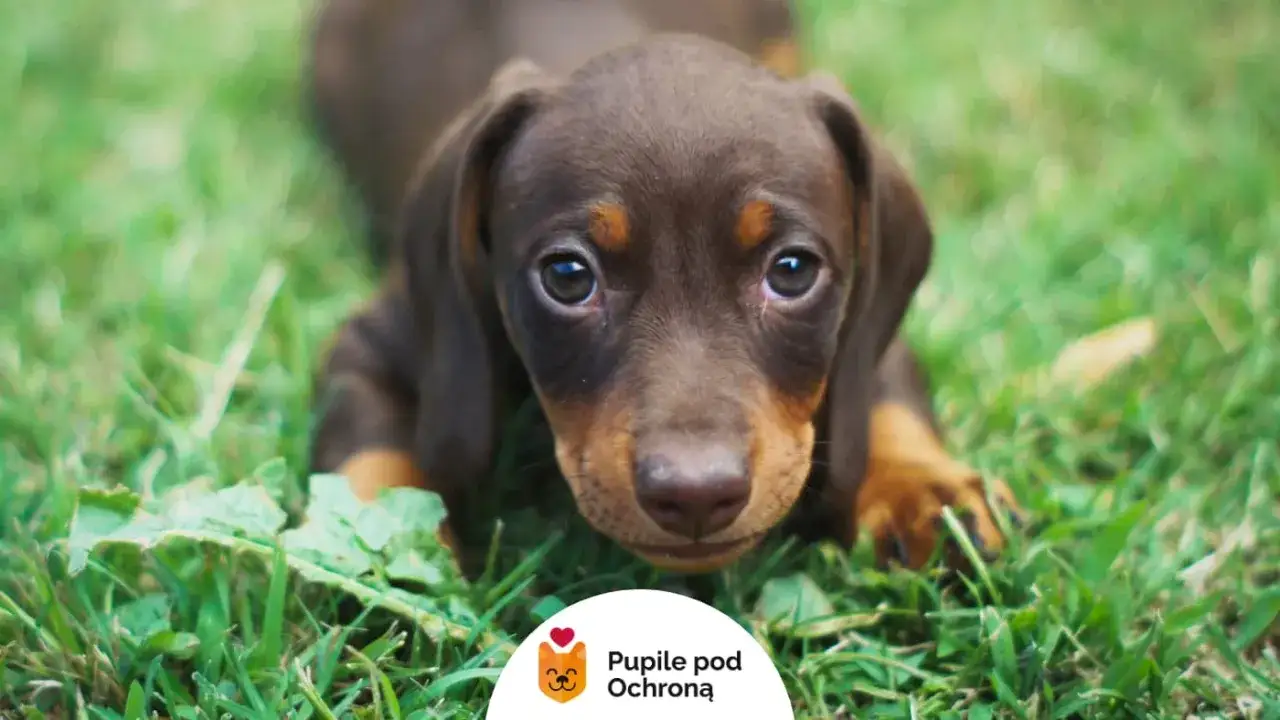 Kiedy odrobaczać szczeniaka, aby uniknąć poważnych problemów zdrowotnych