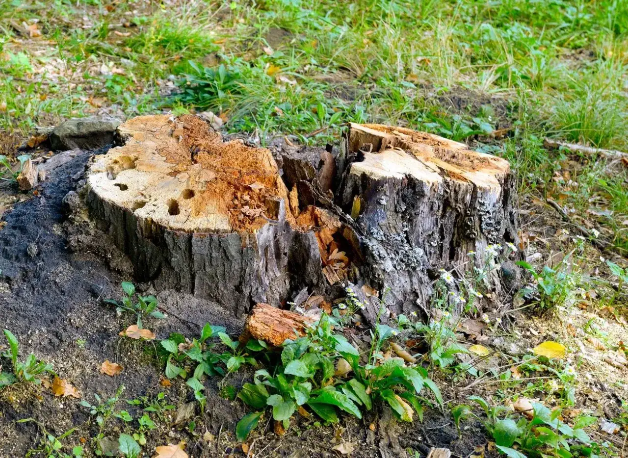 Rozpoczęto usuwanie korzeni drzew. Widoczny duży, spróchniały pień po ściętym drzewie, otoczony zieloną trawą i młodymi roślinami.