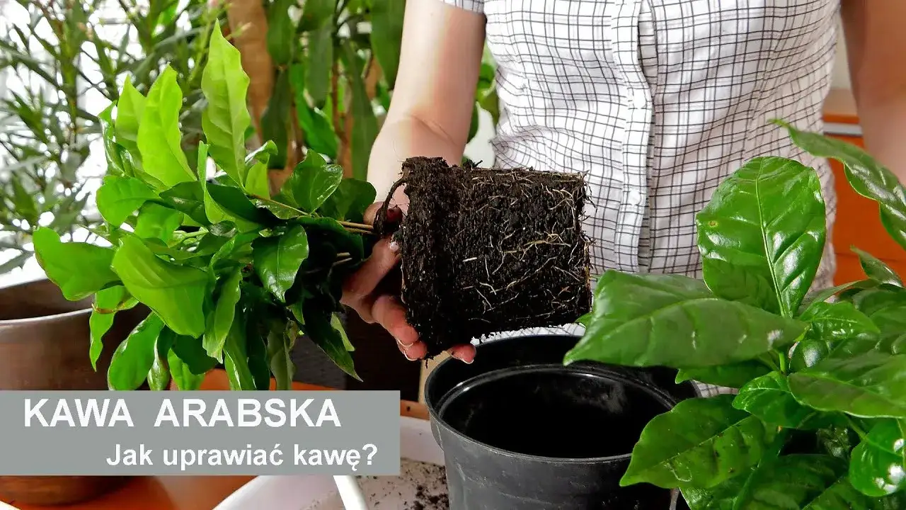 Jak kwitnie kawa? Odkryj tajemnice kwitnienia rośliny kawy