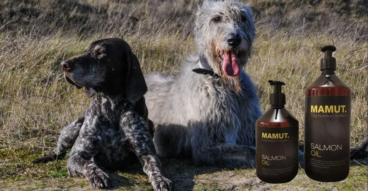 Olej z łososia dla psa: Dawkowanie, efekty. Lśniąca sierść i zdrowie!
