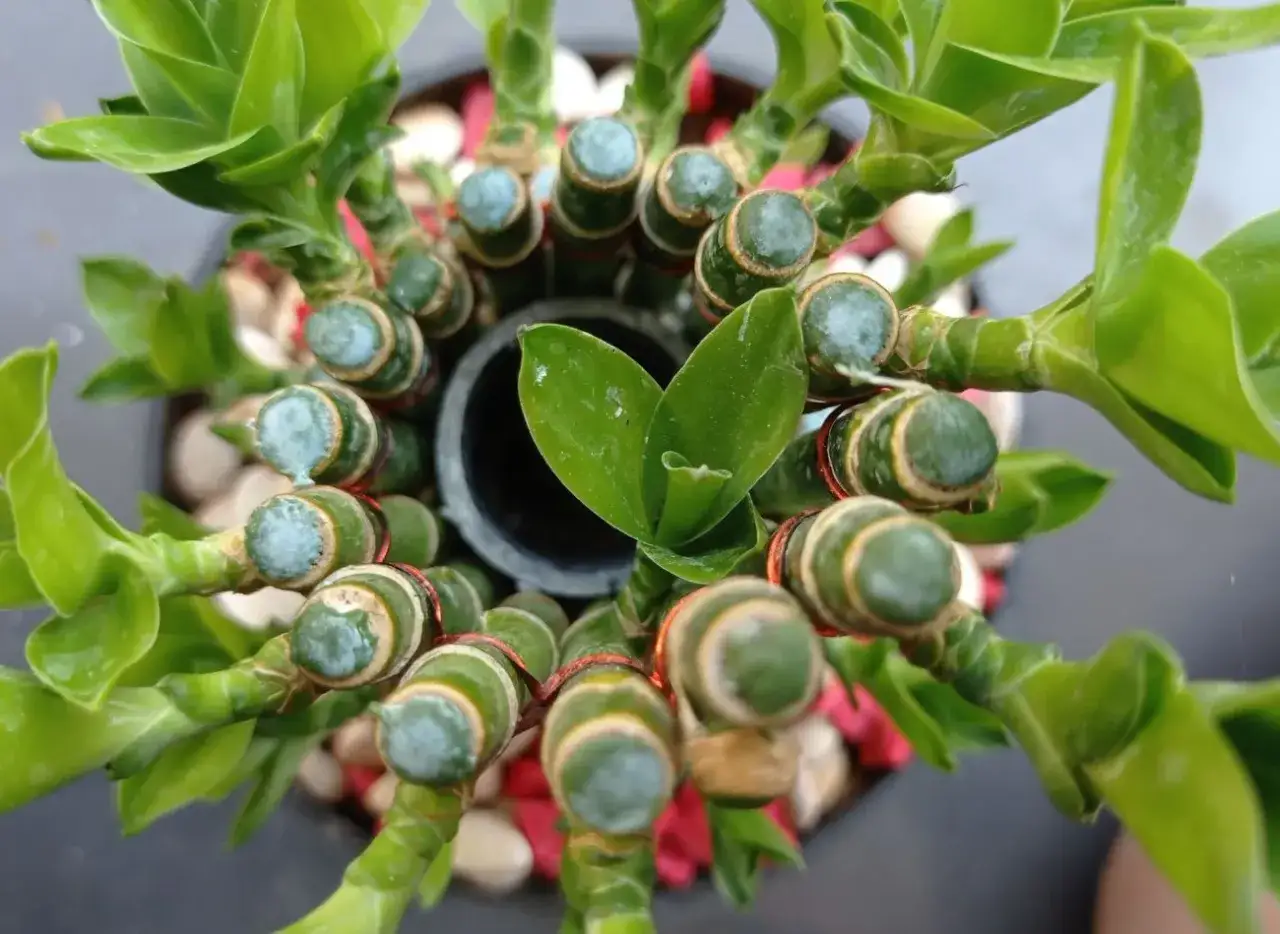 Szczęście i pomyślność w domu: co przyciąga, a czego unikać?